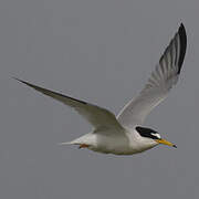 Little Tern