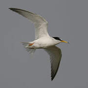 Little Tern