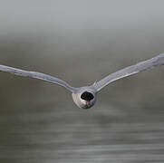 Common Tern