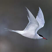 Common Tern