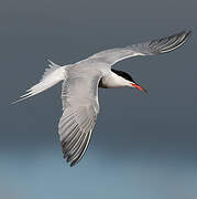 Common Tern