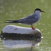 Common Tern