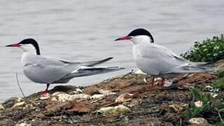 Common Tern