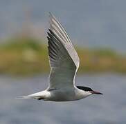 Common Tern