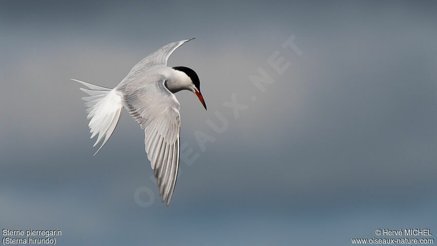 Common Tern