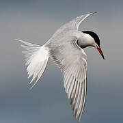 Common Tern