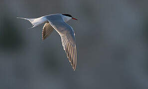 Common Tern