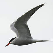 Common Tern