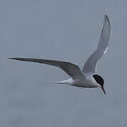 Common Tern