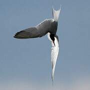 Common Tern