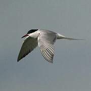 Common Tern