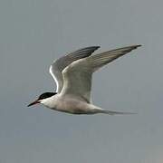 Common Tern