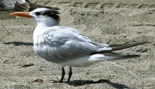 Royal Tern