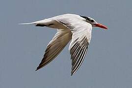 Royal Tern