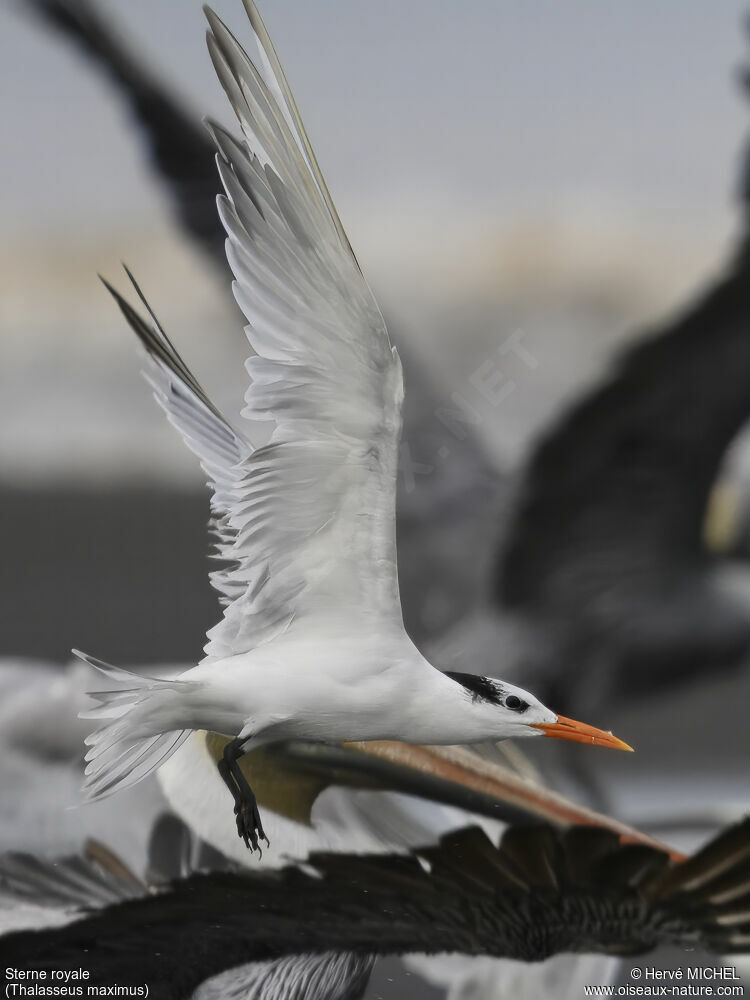 Royal Tern