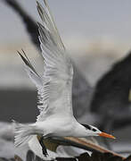 Royal Tern