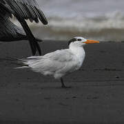 Royal Tern