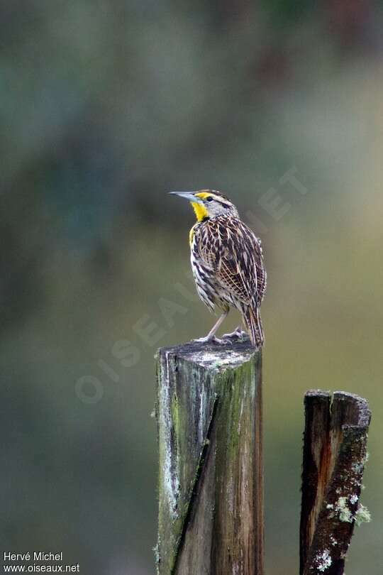 Eastern Meadowlark male adult breeding, pigmentation