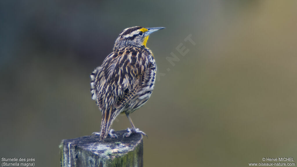 Eastern Meadowlark