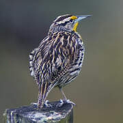 Eastern Meadowlark