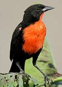 Red-breasted Blackbird