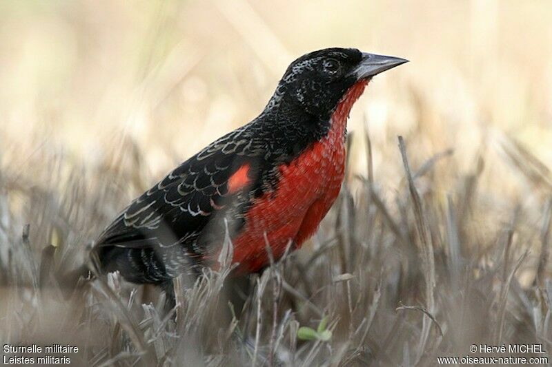 Red-breasted Blackbird male adult, identification