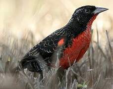 Red-breasted Blackbird