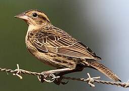 Red-breasted Blackbird