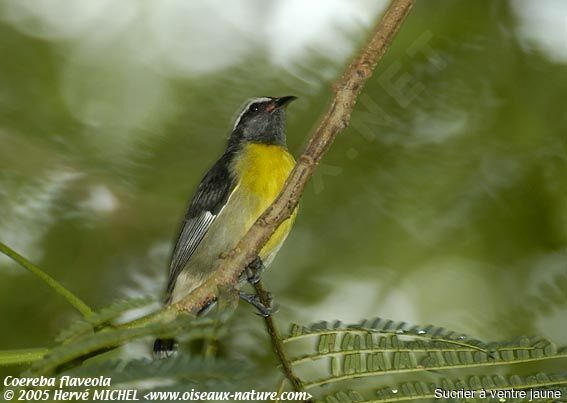 Bananaquit