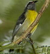 Sucrier à ventre jaune