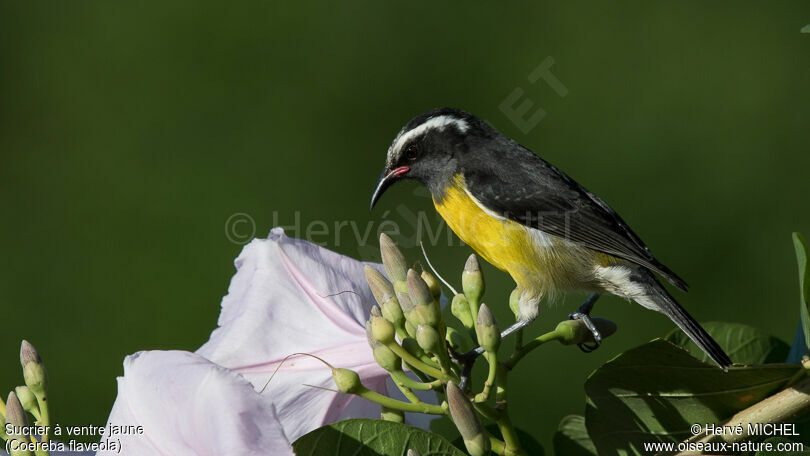 Bananaquitadult