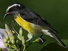 Bananaquit