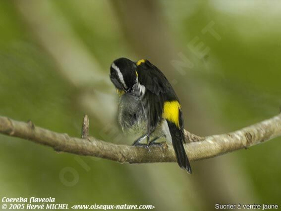 Bananaquit