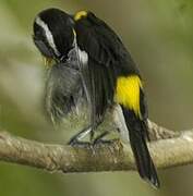 Bananaquit