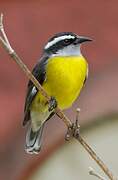 Bananaquit