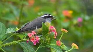 Bananaquit