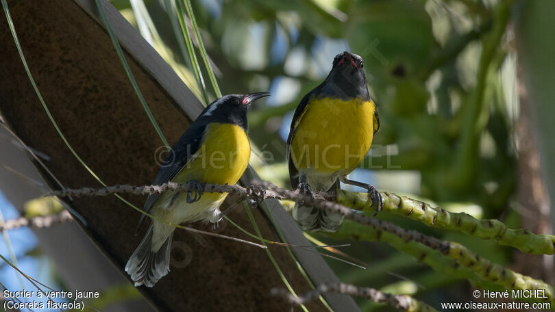 Bananaquitadult