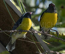 Bananaquit