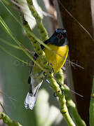 Bananaquit