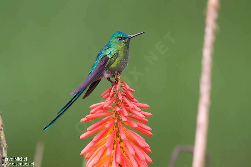 Long-tailed Sylph male adult, identification