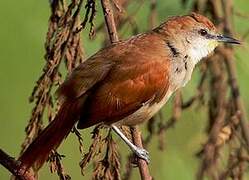 Yellow-chinned Spinetail