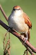 Yellow-chinned Spinetail