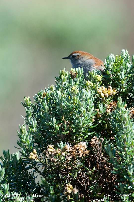 White-chinned Thistletail