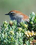 White-chinned Thistletail