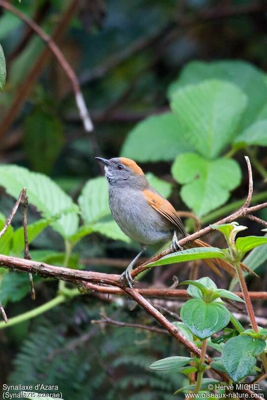 Azara's Spinetail