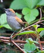 Azara's Spinetail