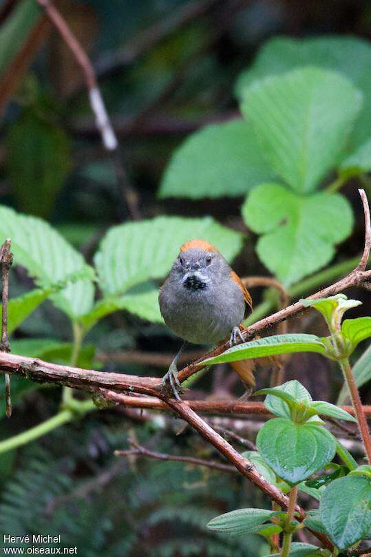 Azara's Spinetailadult, close-up portrait