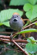 Azara's Spinetail