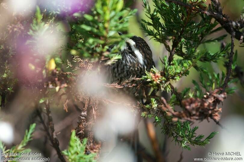 Andean Tit-Spinetail