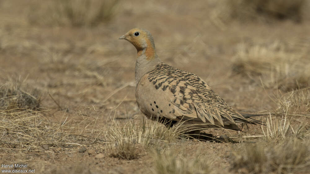 Pallas's Sandgrouse male adult breeding, habitat, pigmentation